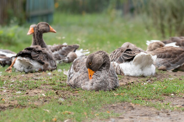 A herd of gray domestic geese.Gray geese graze on the green grass in a clearing near the house.