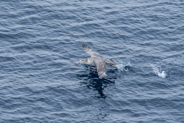 Northern Giant Petrel (Macronectes halli) in South Atlantic Ocean, Southern Ocean, Antarctica
