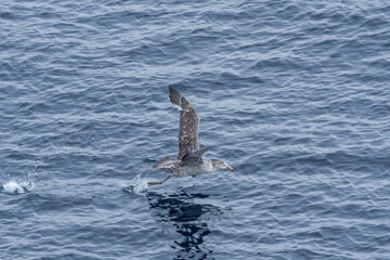 Naklejka premium Northern Giant Petrel (Macronectes halli) in South Atlantic Ocean, Southern Ocean, Antarctica