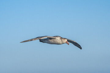 Northern Giant Petrel (Macronectes halli) in South Atlantic Ocean, Southern Ocean, Antarctica