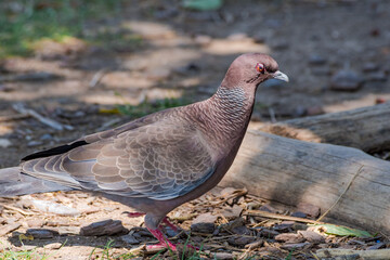 Picazuro Pigeon (Patagioenas picazuro) in park, Buenos Aires, Argentina