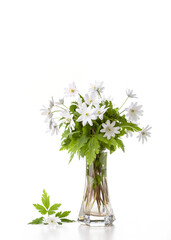 Anemone oak. Bouquet of white snowdrops in a vase on a white background. Copy space