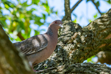 Picazuro Pigeon (Patagioenas picazuro) in park, Buenos Aires, Argentina