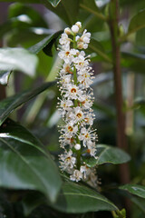 Beautiful prunus caucasica laurocerasus flowers. Ornamental plum.