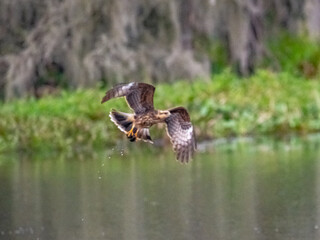 Snail Kites looking for and eating apple snails.