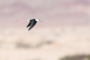Steltkluut, Black-winged Stilt, Himantopus himantopus