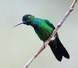 Groenkruinbrilliantkolibrie, Green-crowned Brilliant, Heliodoxa