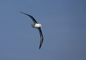 Black-browed Albatross, Wenkbrauwalbatros, Thalassarche melanophrys