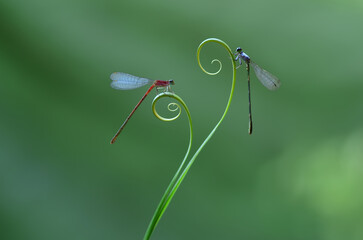 Damselfly is on a coiled leaf whorl