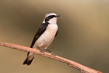 Vitatta Bonte Tapuit, Vittata Pied Wheatear, Oenanthe pleschanka vittata