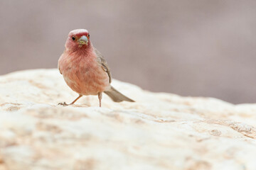 Sinairoodmus, Sinai Rosefinch, Carpodacus synoicus