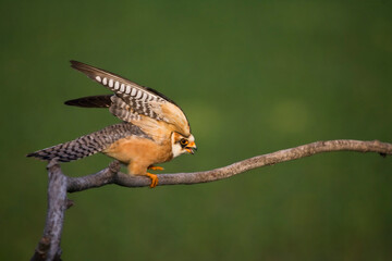 Roodpootvalk, Red-footed Falcon, Falco vespertinus