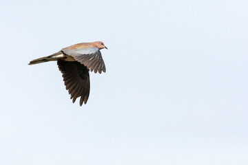 Palmtortel, Laughing Dove, Streptopelia senegalensis