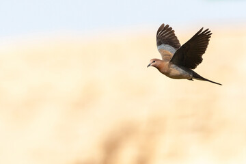 Palmtortel, Laughing Dove, Streptopelia senegalensis