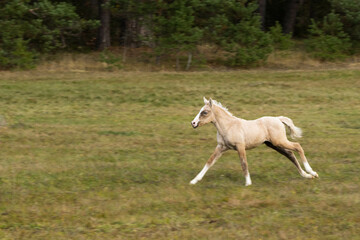 Fototapeta na wymiar Running palomino foal in the field. High quality photo