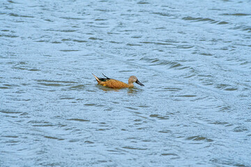 Red Shoveler (Spatula platalea) on lake in Ushuaia area, Land of Fire (Tierra del Fuego), Argentina