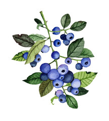 Watercolor blueberry branch with ripe blue berries isolated on white background. Hand drawn vintage blueberry leaves twig illustration. Design template for packaging, card, fabric, textile