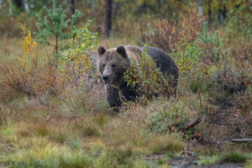 Brown bear, Finland