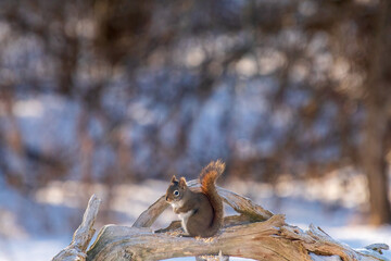 squirrel in the snow