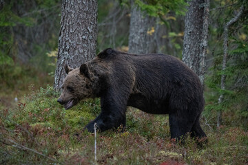 Brown bear, Finland