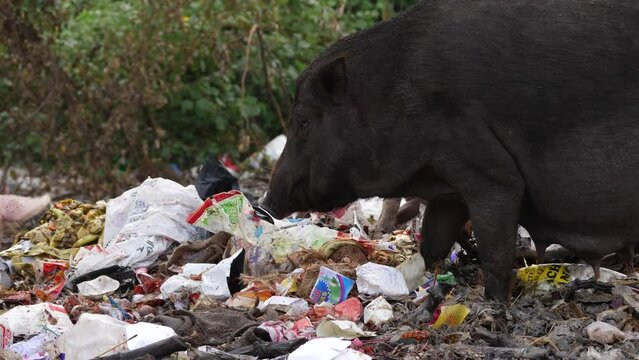 Big black pig roaming on garbage some other pigs feeding on garbage behind it