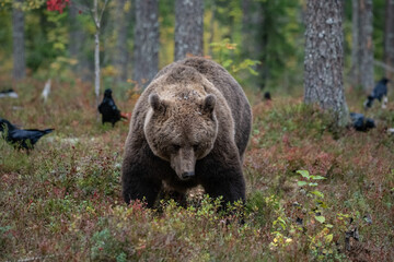 Obraz na płótnie Canvas Brown bear, Finland