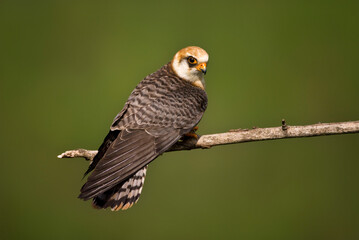 Roodpootvalk, Red-footed Falcon, Falco vespertinus