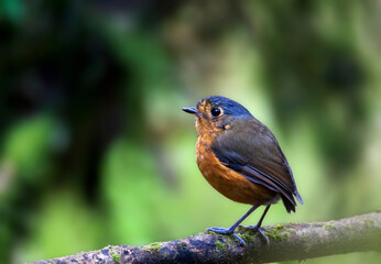 Grijskapdwergmierpitta, Slate-crowned Antpitta, Grallaricula nana