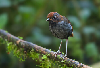 Tweekleurige Mierpitta, Bicolored Antpitta, Grallaria rufocinerea