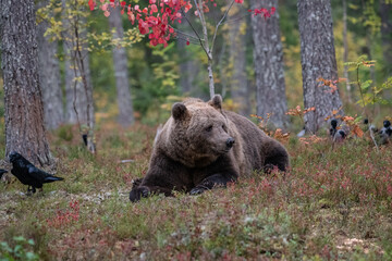 Brown bear, Finland