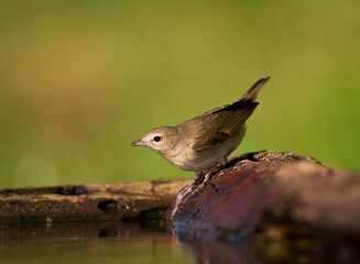 Tuinfluiter, Garden Warbler, Sylvia borin