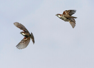 Spaanse Mus, Spanish Sparrow, Passer hispaniolensis