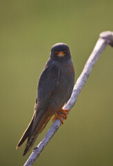 Marc Guyt / www.agami.nl