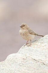 Sinairoodmus, Sinai Rosefinch, Carpodacus synoicus