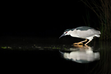 Kwak, Black-crowned Night Heron, Nycticorax nycticorax