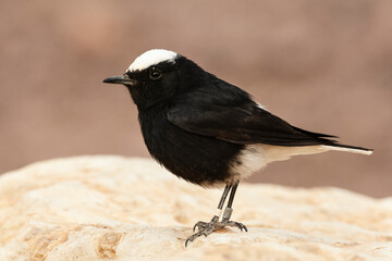 Witkruintapuit, White-crowned Wheatear, Oenanthe leucopyga