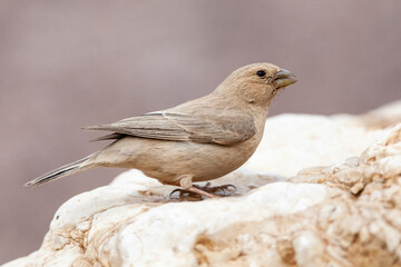 Sinairoodmus, Sinai Rosefinch, Carpodacus synoicus