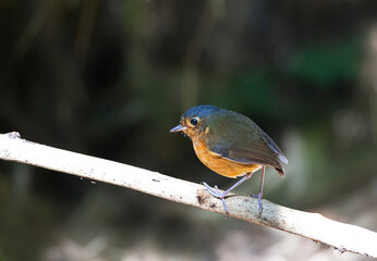 Grijskapdwergmierpitta, Slate-crowned Antpitta, Grallaricula nana