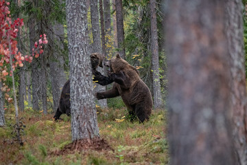 Brown bear, Finland