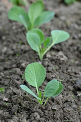 closeup the bunch ripe green cabbage plant with soil heap growing in the farm soft focus natural green brown background.