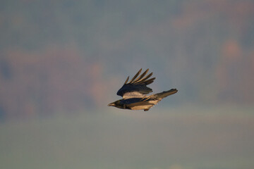 Nebelkrähe im Flug