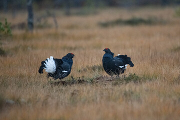 Black Grouse