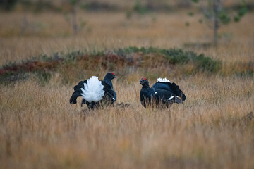 Black Grouse