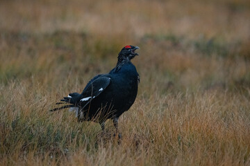 Black Grouse