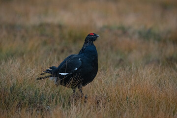 Black Grouse