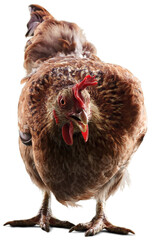 Big organic roaming natural red and village chicken