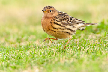 Roodkeelpieper, Red-throated Pipit, Anthus cervinus