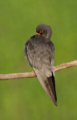 Roodpootvalk, Red-Footed Falcon, Falco vespertinus