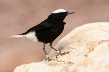 Witkruintapuit, White-crowned Wheatear, Oenanthe leucopyga