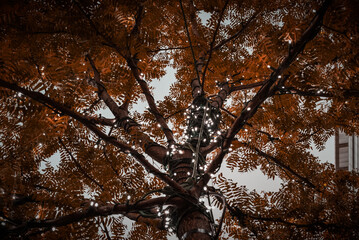 Garland of lights around a tree at night